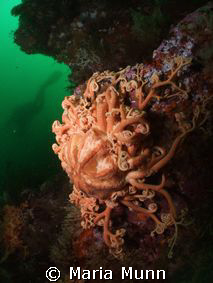 Basket Star in Alaska, I loved the shape of the basket st... by Maria Munn 